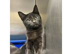 Ophelia (mcas), Domestic Shorthair For Adoption In Troutdale, Oregon