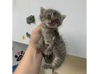 Eagle, Domestic Shorthair For Adoption In Salisbury, Maryland