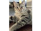 Blair (24-271 C), Domestic Shorthair For Adoption In Saint Johns, Michigan