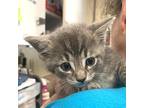 Hollow, Domestic Shorthair For Adoption In Salisbury, Maryland