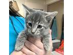 Hot Toddy, Domestic Shorthair For Adoption In Salisbury, Maryland