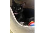 Jenna, Domestic Shorthair For Adoption In Worcester, Massachusetts