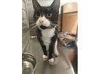 Mallory, Domestic Shorthair For Adoption In Worcester, Massachusetts