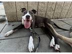 Kimmie, Terrier (unknown Type, Medium) For Adoption In Rockville, Maryland