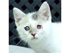Primrose, Domestic Mediumhair For Adoption In Fort Davis, Texas