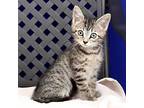 Sunny, Domestic Shorthair For Adoption In Fort Davis, Texas