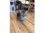 Uramaki, Domestic Shorthair For Adoption In La Jolla, California