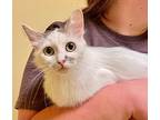 Missy Lee, Domestic Mediumhair For Adoption In Pittsburgh, Pennsylvania