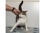 Addie, Domestic Shorthair For Adoption In Troy, Ohio