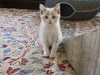 Zoe, Domestic Shorthair For Adoption In Fort Worth, Texas
