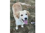 Wanda, Golden Retriever For Adoption In Bloomington, New York