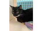 Jinx, Domestic Shorthair For Adoption In Land O Lakes, Florida