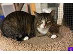 Able, Domestic Shorthair For Adoption In Salem, New Hampshire