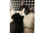 Piper, Domestic Shorthair For Adoption In Land O Lakes, Florida