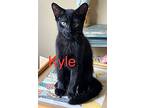 Kyle, Domestic Shorthair For Adoption In Land O Lakes, Florida