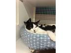Brandy, Domestic Shorthair For Adoption In Land O Lakes, Florida