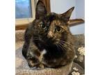 Cubbie, Domestic Shorthair For Adoption In Plymouth, Minnesota
