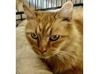 Freya, Maine Coon For Adoption In Franklin, West Virginia