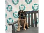 Flanders 15 Pounds Arriving November 23, Terrier (unknown Type