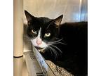 Salami, Domestic Shorthair For Adoption In Seville, Ohio