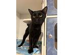 Cat Noir, Domestic Shorthair For Adoption In Seville, Ohio