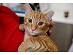 Second Chance, Domestic Shorthair For Adoption In Mountain View, California