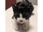 Pico, Domestic Shorthair For Adoption In Dublin, California