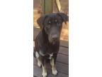 Killian, Labrador Retriever For Adoption In Tyler, Texas