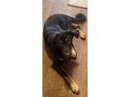Kai, Labrador Retriever For Adoption In Tyler, Texas