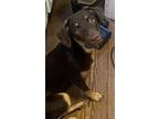Katia, Labrador Retriever For Adoption In Tyler, Texas