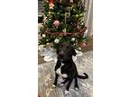 Buddy, Labrador Retriever For Adoption In Tyler, Texas