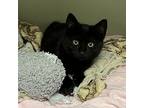 Silky, Domestic Shorthair For Adoption In Richmond, Virginia