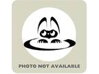 Harissa, Domestic Shorthair For Adoption In Richmond, Virginia