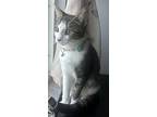 Cleo - Petsmart Plantation, Domestic Shorthair For Adoption In Oakland Park