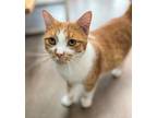 Stargazer, Domestic Shorthair For Adoption In Cincinnati, Ohio