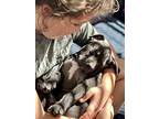 Nico, Labrador Retriever For Adoption In Greenlawn, New York