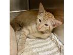 2411-1078 Piglet & 1077 Tigger, Domestic Shorthair For Adoption In Virginia