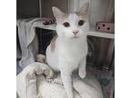 Sage, Domestic Shorthair For Adoption In Merriam, Kansas