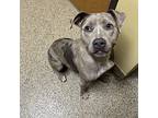 Bee, American Pit Bull Terrier For Adoption In Merriam, Kansas