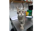 Biscuit, Domestic Shorthair For Adoption In Topeka, Kansas