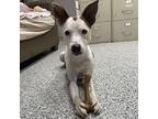 Timmy, Terrier (unknown Type, Medium) For Adoption In Normal, Illinois
