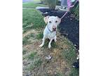 Leo, Labrador Retriever For Adoption In Lewis Center, Ohio