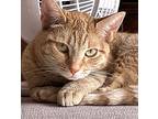 Ginger, Domestic Shorthair For Adoption In Oceanside, California