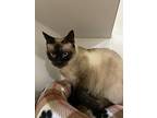 Nirvana, Siamese For Adoption In Oceanside, California
