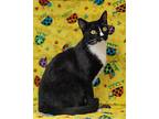 Tinker, Domestic Shorthair For Adoption In Talladega, Alabama