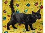 Newton, Domestic Shorthair For Adoption In Talladega, Alabama