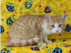 Fig, Domestic Shorthair For Adoption In Talladega, Alabama