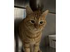 Tonto, Domestic Shorthair For Adoption In Golden, Colorado
