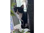 Ellijay, Domestic Shorthair For Adoption In Encino, California