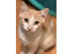 Tybee & Johnny, Russian Blue For Adoption In Encino, California